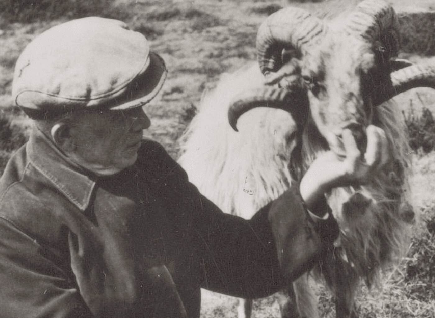 Schaapherder met een ram op de Kralose heide bij Dwingeloo in 1950