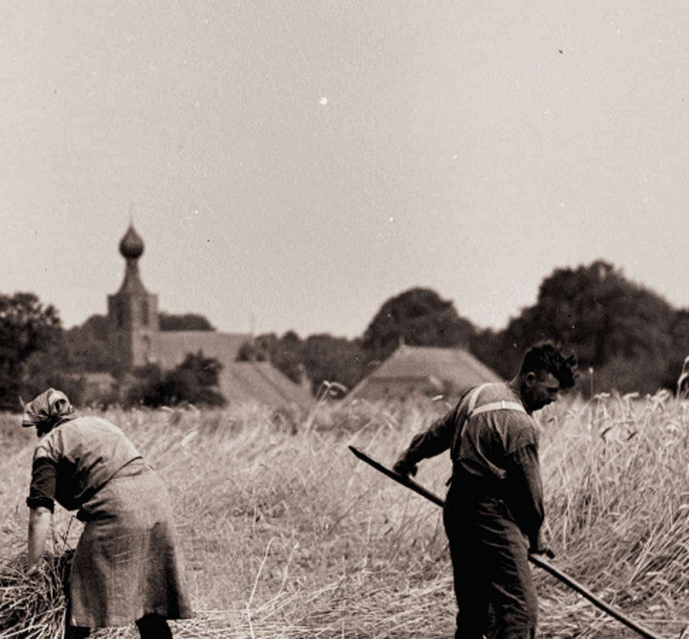 Oogst op het land bij Dwingeloo rond 1950